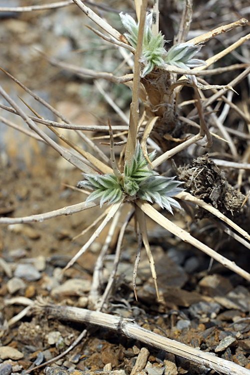 Изображение особи Astragalus bactrianus.