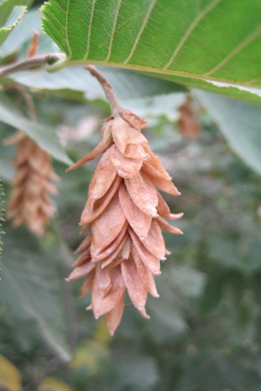 Image of Ostrya carpinifolia specimen.