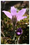 Pulsatilla patens