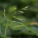 Festuca gigantea. Верхушка цветущего растения. Республика Татарстан, Волжско-Камский заповедник. 16.07.2011.