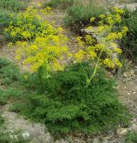 Ferula tenuisecta