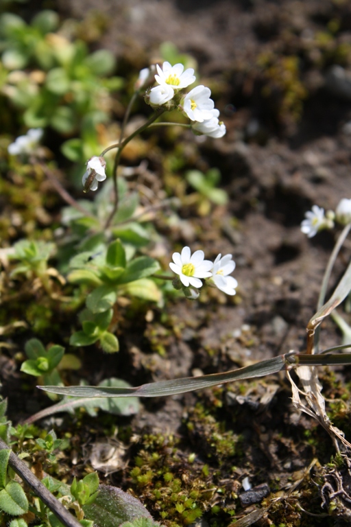 Изображение особи Erophila verna.