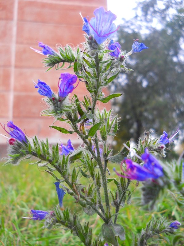 Изображение особи Echium vulgare.