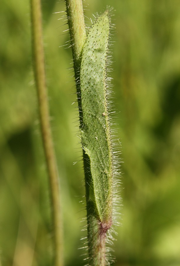 Image of Pilosella caespitosa specimen.