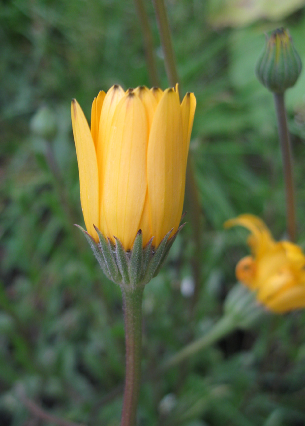 Image of Dimorphotheca hybrida specimen.