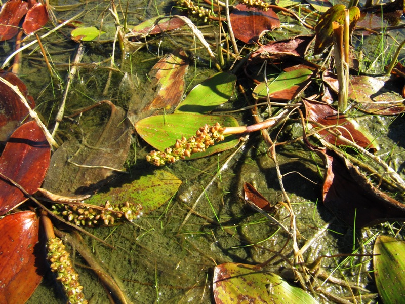 Изображение особи Potamogeton gramineus.