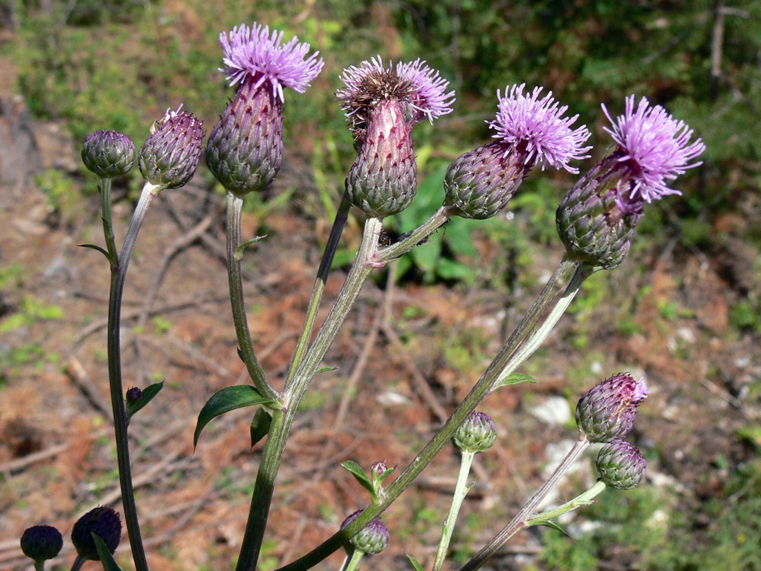 Image of Cirsium setosum specimen.