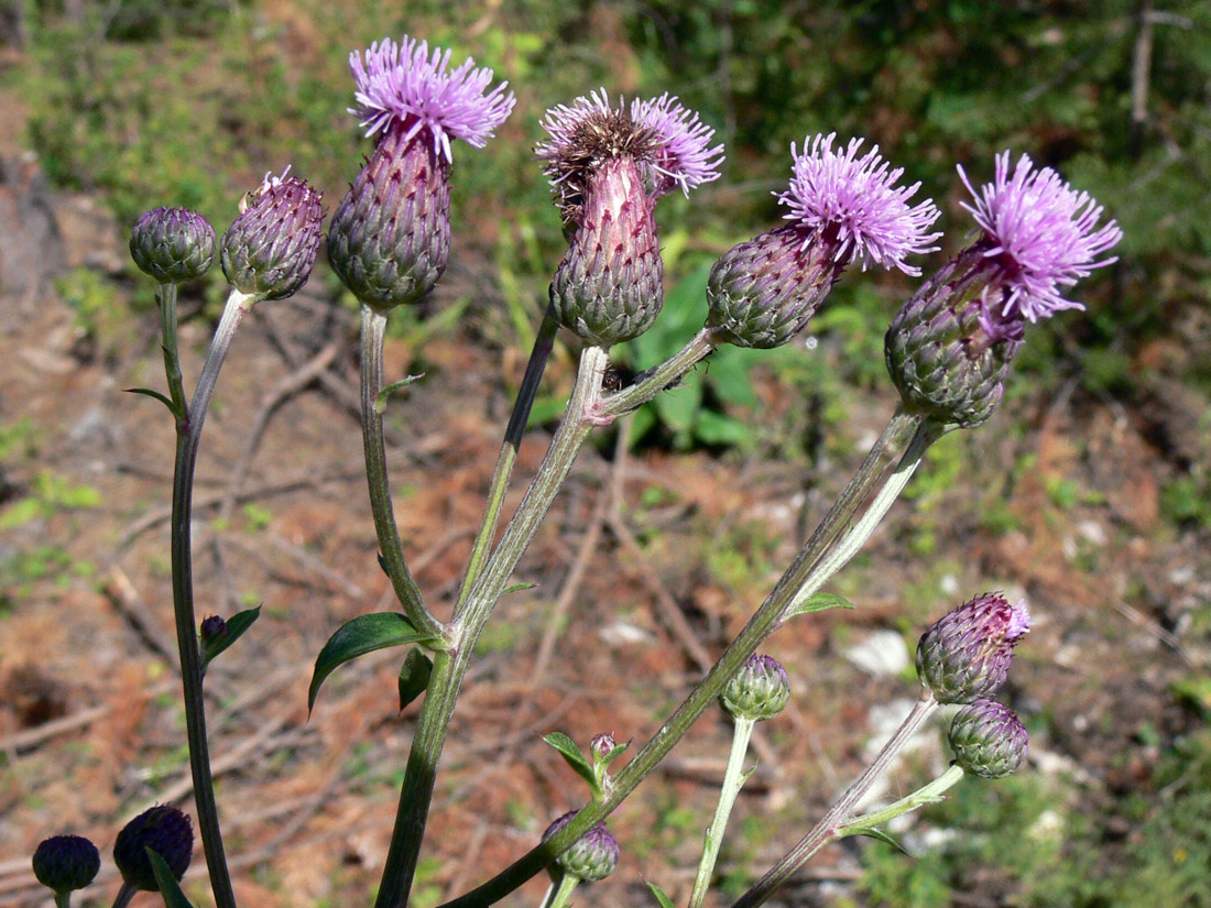 Изображение особи Cirsium setosum.