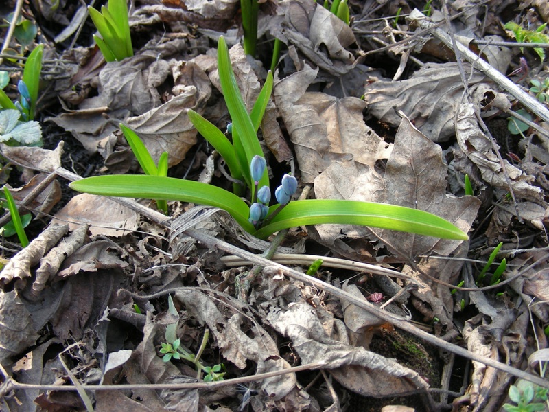 Изображение особи Scilla siberica.