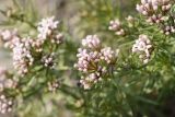 Asperula cretacea