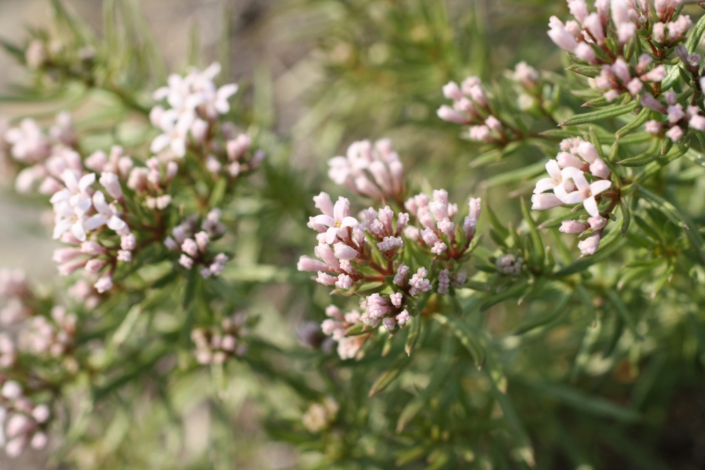 Image of Asperula cretacea specimen.