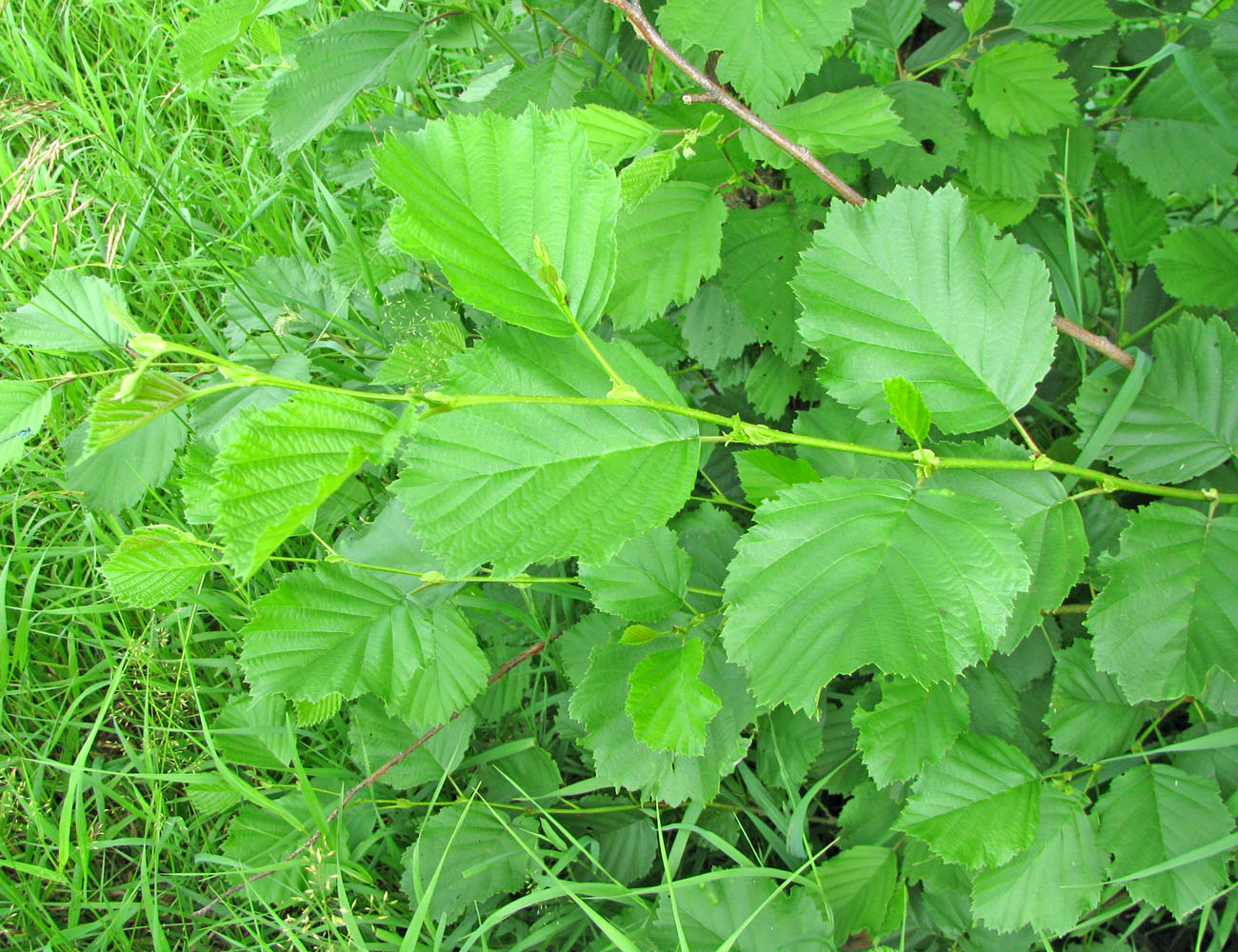 Изображение особи Alnus &times; pubescens.