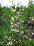 Zigadenus sibiricus. Соцветия. Иркутская обл., Бодайбинский р-н, седловина на водоразделе рек Имнях и Бол. Семикач, тайга. Июль 2011 г.
