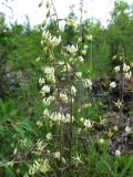 Zigadenus sibiricus