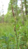 Carex nigra