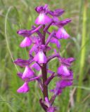 Anacamptis подвид caucasica