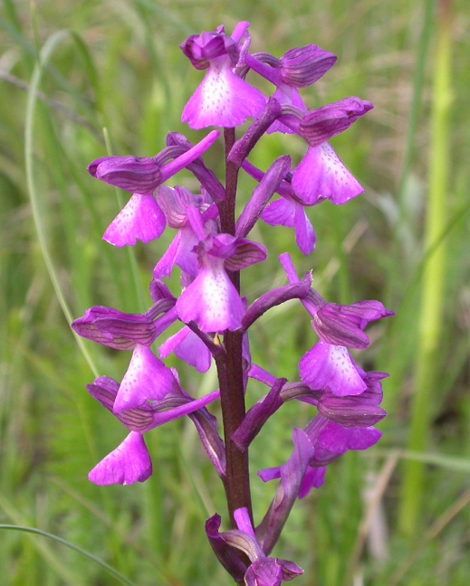 Image of Anacamptis morio ssp. caucasica specimen.