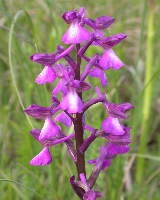 Изображение особи Anacamptis morio ssp. caucasica.