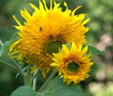 Helianthus annuus. Верхушка растения с соцветиями (декоративная форма \"Медвежонок\"). Московская обл., Раменский р-н, окр. дер. Хрипань, дачный участок. 16.08.2007.