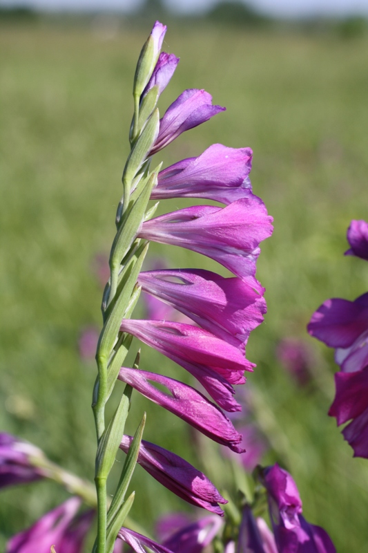 Image of Gladiolus imbricatus specimen.