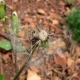 Taraxacum marklundii