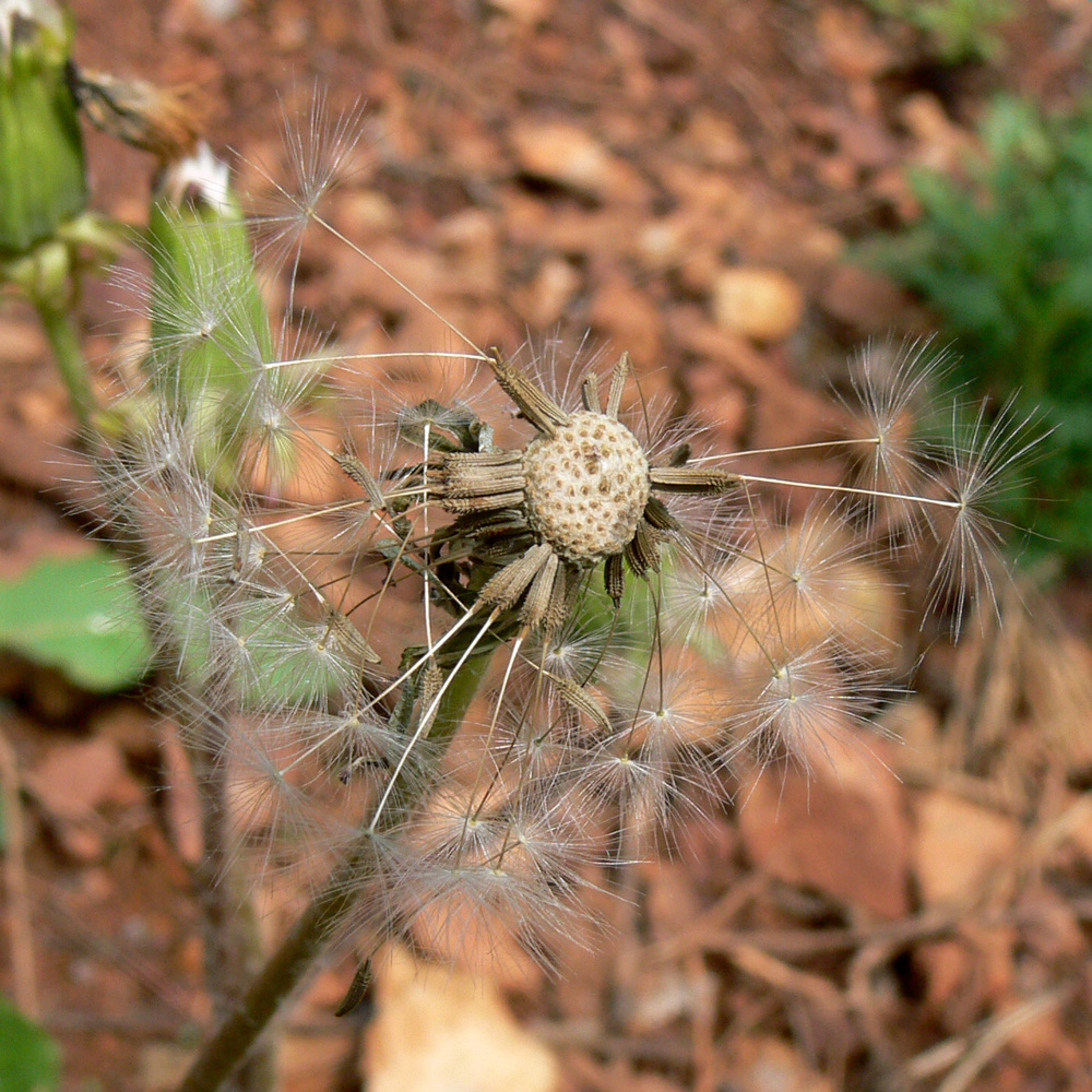 Image of Taraxacum marklundii specimen.