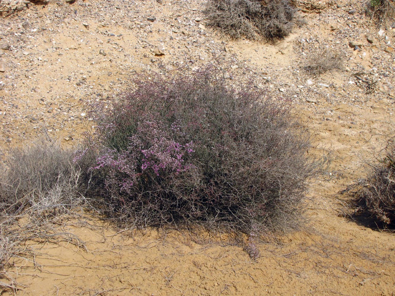 Изображение особи Limonium pruinosum.