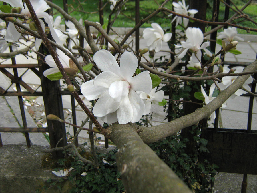 Image of Magnolia × loebneri specimen.
