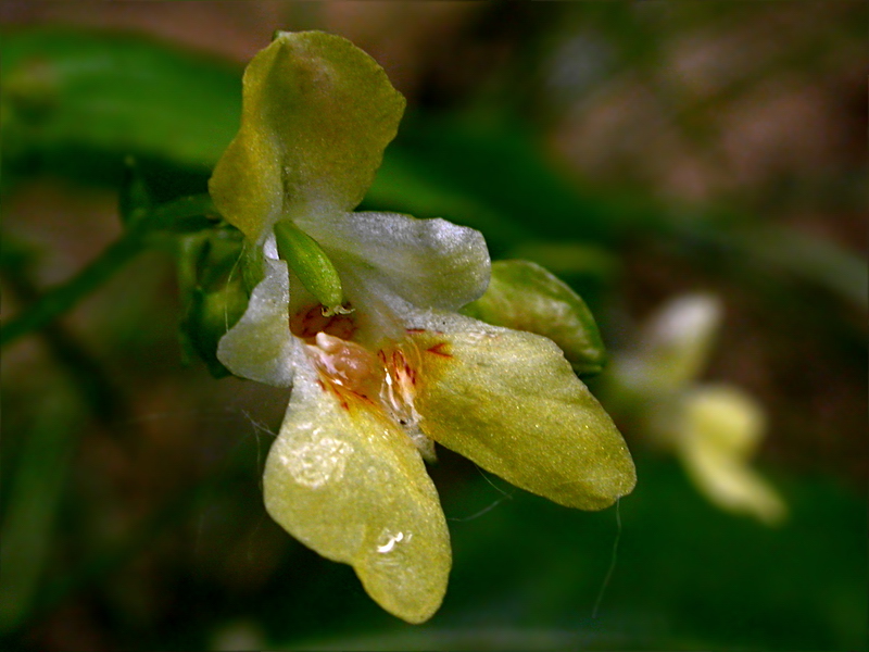 Image of Impatiens parviflora specimen.