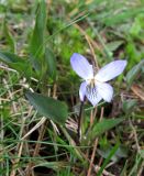Viola lactea. Цветущее растение. Испания, Страна Басков, Арратия, горный перевал Барасар, заболоченная котловина между двумя хребтами. Начало мая 2012 г.