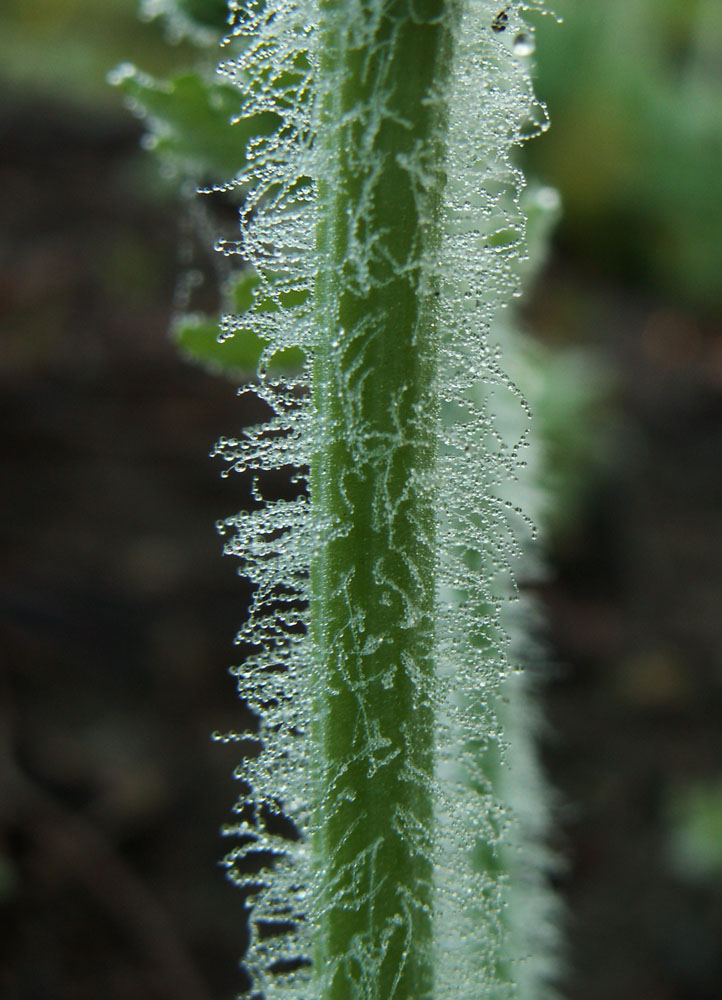Image of Chelidonium majus specimen.