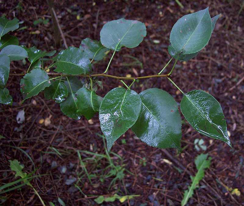 Image of Pyrus communis specimen.