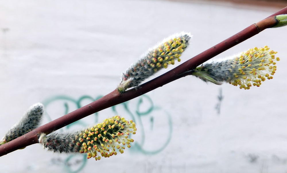 Image of Salix phylicifolia specimen.