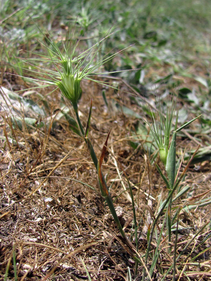 Изображение особи Aegilops geniculata.