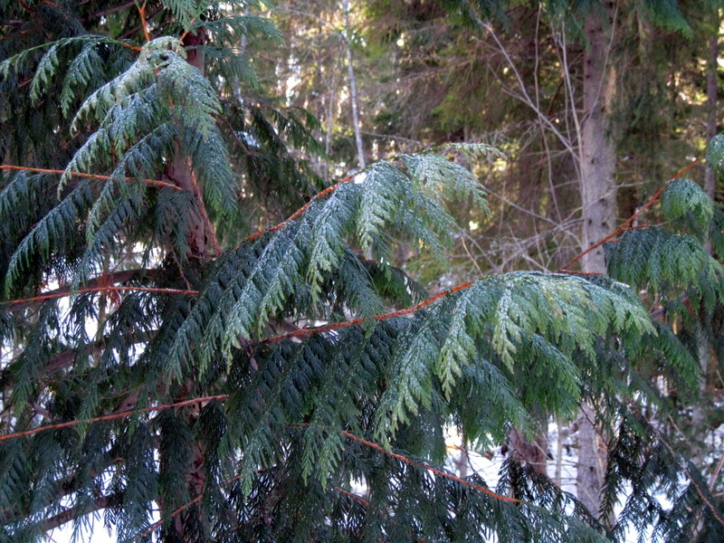 Изображение особи Thuja plicata.