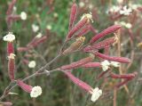 Silene supina. Часть соцветия. Ейский полуостров, коса Долгая. 07.06.2012.