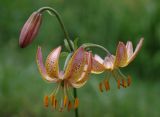 Lilium martagon