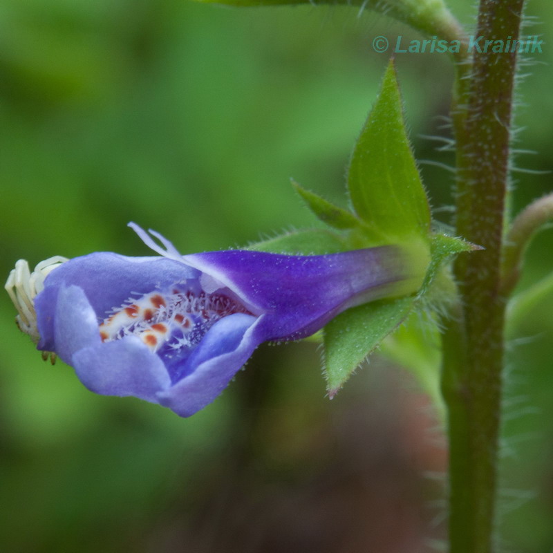 Изображение особи Mazus stachydifolius.