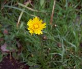 Scorzoneroides autumnalis. Соцветие. Курская обл., г. Железногорск. 9 июля 2007 г.