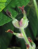 Juglans mandshurica
