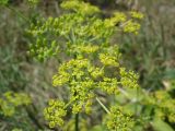 Pastinaca sativa. Часть соцветия. Украина, Запорожье, о. Хортица. 21.07.2012.