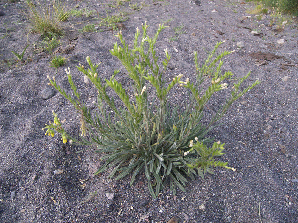 Image of Onosma caucasica specimen.