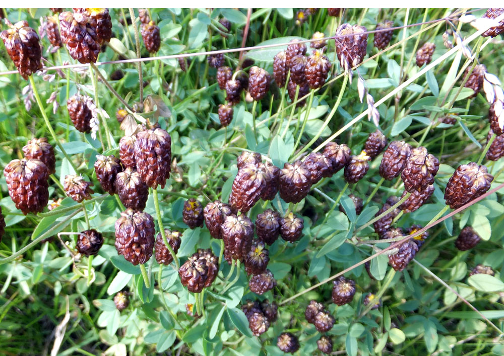 Image of Trifolium spadiceum specimen.