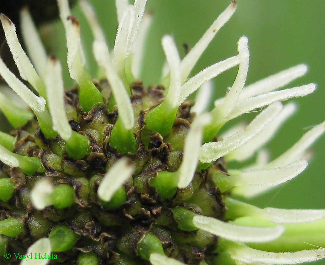 Изображение особи Sparganium erectum.