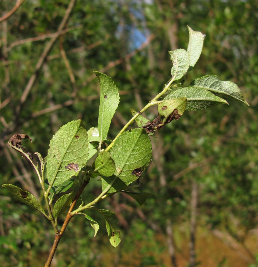 Изображение особи Salix myrsinifolia.