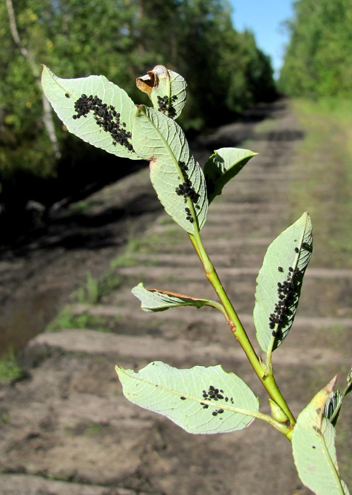 Изображение особи Salix phylicifolia.