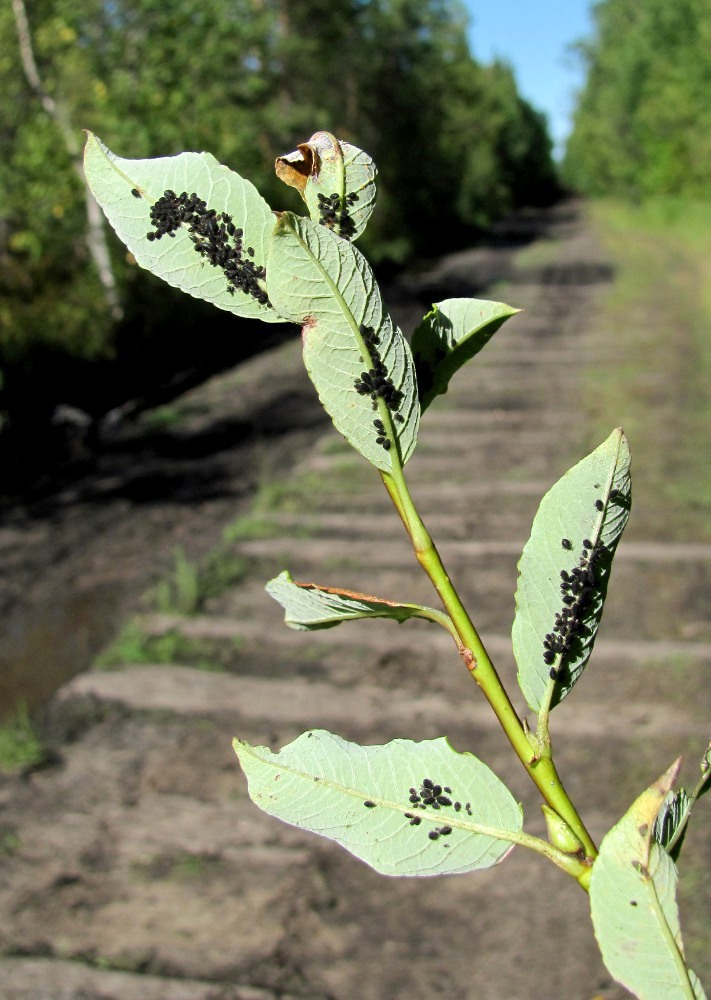 Image of Salix phylicifolia specimen.