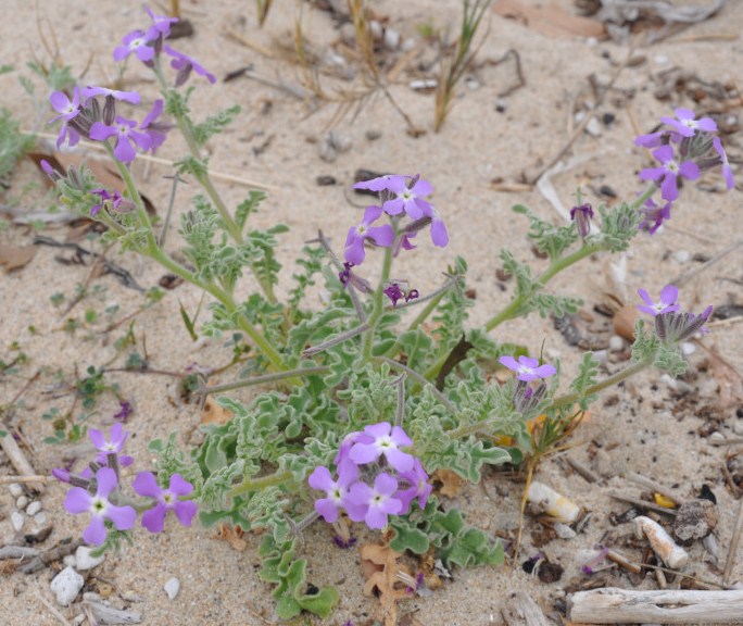 Image of Matthiola tricuspidata specimen.