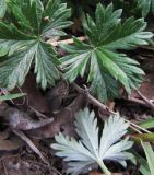 Potentilla heidenreichii