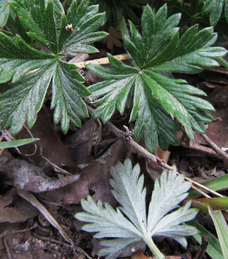 Изображение особи Potentilla heidenreichii.